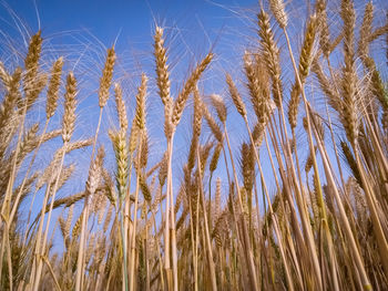 Low angle view of stalks in field against clear sky