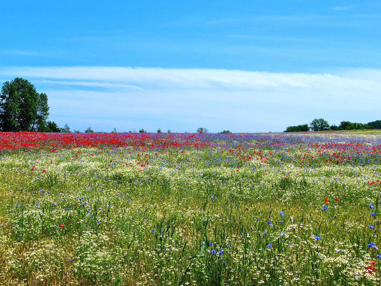 FLOWERING PLANTS ON FIELD AGAINST SKY