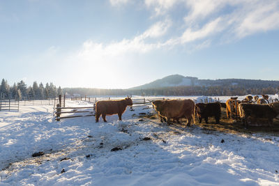 Scenic view of snow covered field against sky