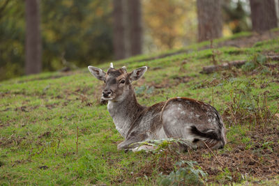 Portrait of deer on field