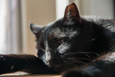 Close-up of cat resting at home