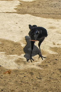 Black dog on sand at beach