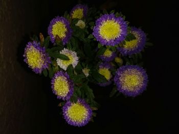 Close-up of flowers blooming outdoors