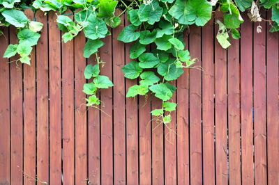 Close-up of ivy growing on fence against wall