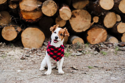 Jack russell dog sitting in front of wood trunks in mountain. wearing modern bandana. pets in nature