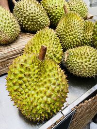High angle view of fruits growing on cactus