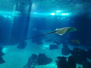 Fish swimming in sea