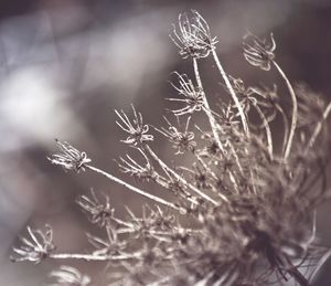 Close-up of wilted plant