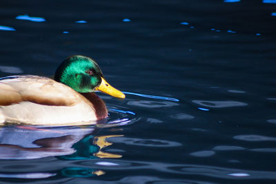 Duck swimming in a lake