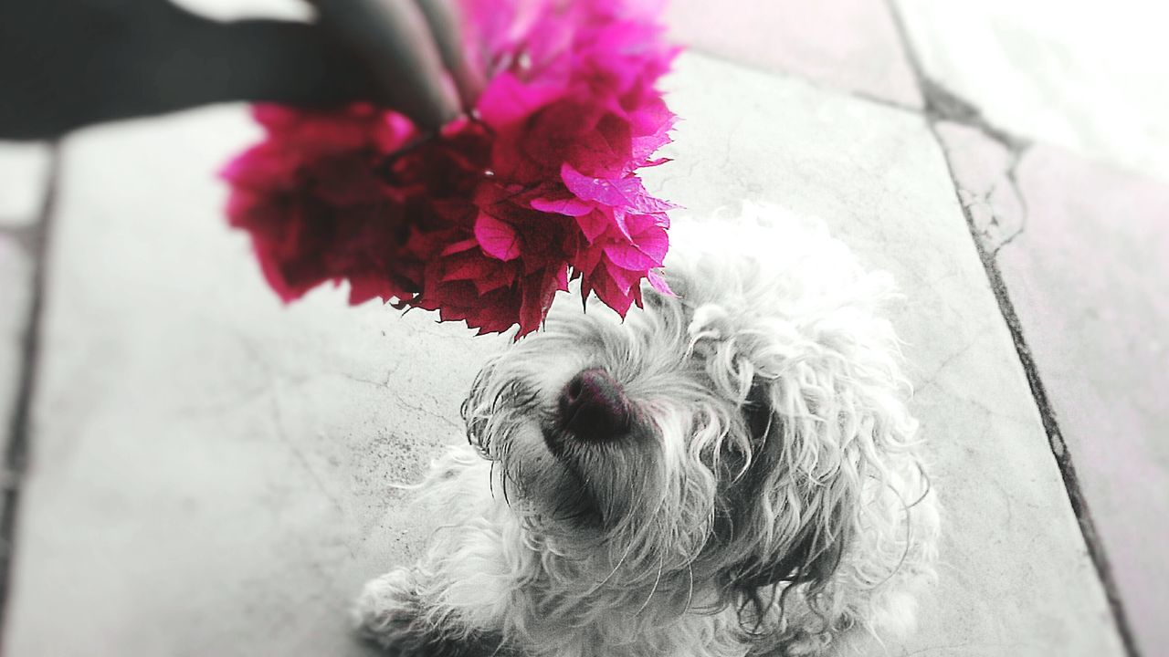 flower, domestic animals, one animal, pets, animal themes, dog, close-up, mammal, petal, freshness, fragility, indoors, pink color, focus on foreground, day, no people, nature, high angle view, flower head, sunlight