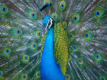 Close-up of peacock