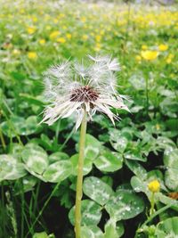 Close-up of dandelion flower on field