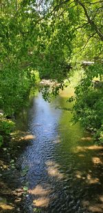 High angle view of river amidst trees in forest