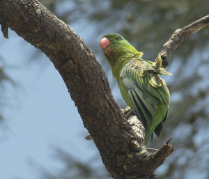 Low angle view of parrot perching on tree