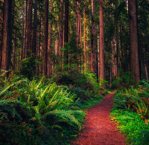 Footpath amidst trees in forest