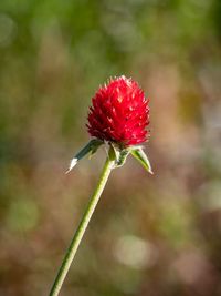 Close-up of red flower