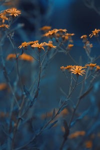 Close-up of plant