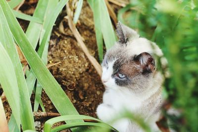 Close-up of a cat