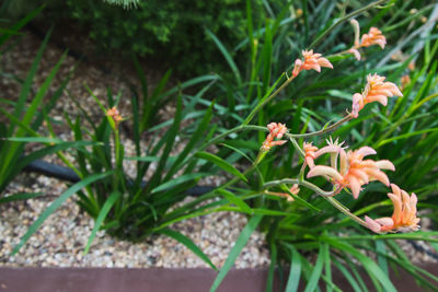Close-up of flowers blooming outdoors