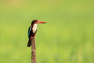 Close-up of bird perching on wooden post