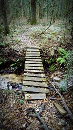View of trees in forest