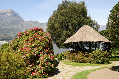 View of flowering plants by land against sky