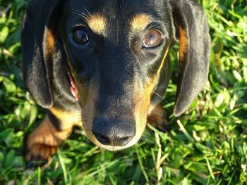 Close-up of a dog