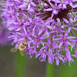 Close-up of bee on purple flowers