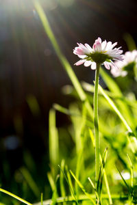 Close-up of flower blooming outdoors