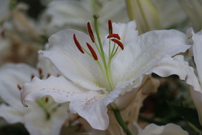 Close-up of white flowering plant