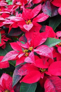 Close-up of red flowers blooming outdoors