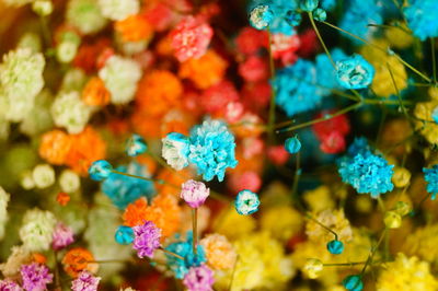 Close-up of multi colored flowering plants