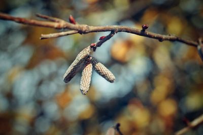 Close-up of dry leaves on branch