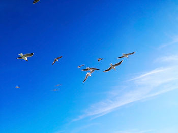 Low angle view of seagulls flying