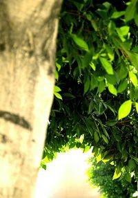 Plants growing on tree