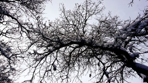 Low angle view of bare tree against clear sky