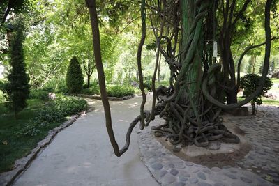 Trees growing in forest