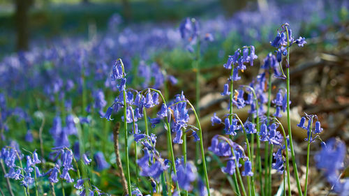 Close-up of purple flowers blooming in field