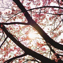 Low angle view of tree against sky