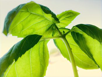 Close-up of fresh green plant
