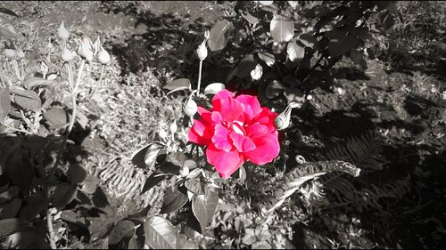 Close-up of pink rose blooming outdoors