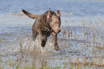 Labrador retriever running in river