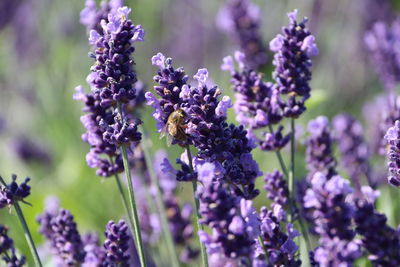 Close-up of insect on purple flowering plant