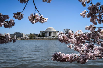 Cherry blossom by tree against sky