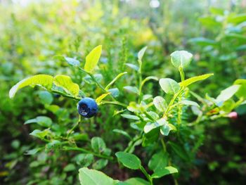 Close-up of berries growing on plant