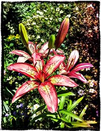 Close-up of day lily blooming outdoors