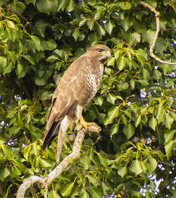 Low angle view of eagle perching on tree