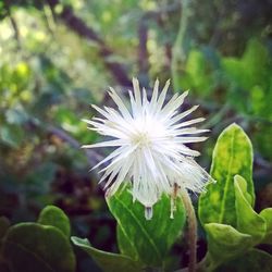 Close-up of white flowers