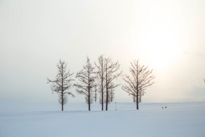 Bare trees on snow covered land against sky