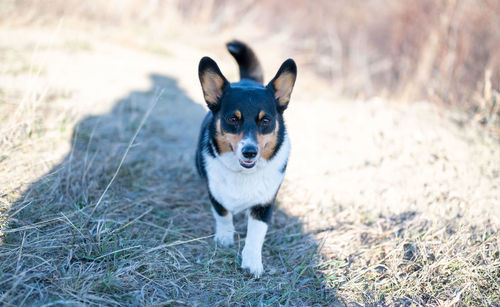 Portrait of dog on field